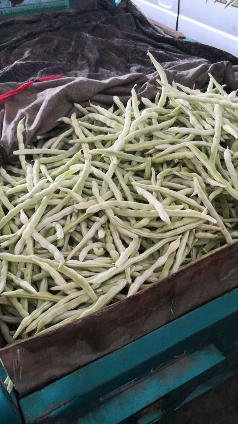 河北邯郸白不老大量上市全部都是大鹏新鲜货