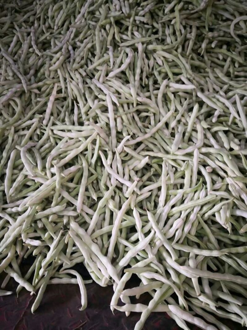 河北邯郸白不老大量上市全部都是大鹏新鲜货