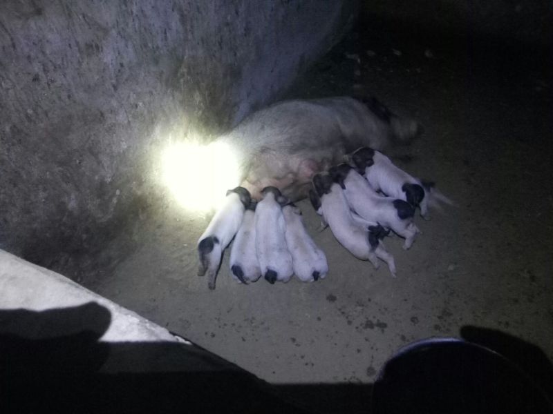巴马香猪公