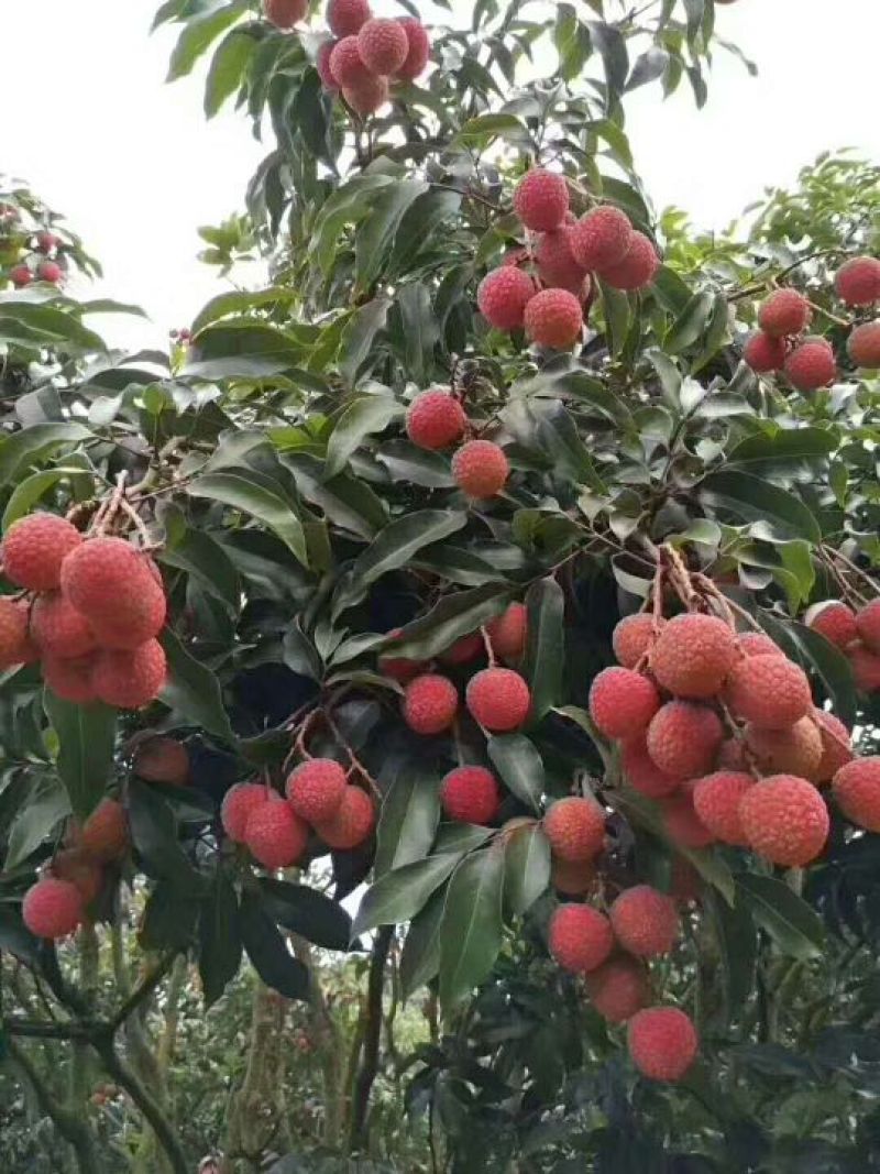 白糖罂荔枝。可到产地观察有合适的可以包园