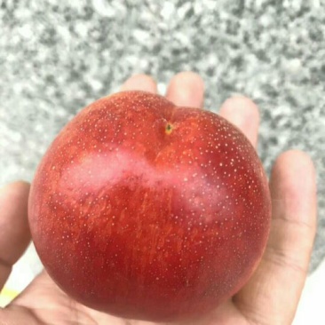 大棚油桃