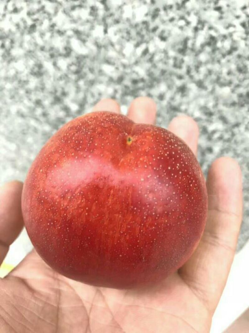 大棚油桃