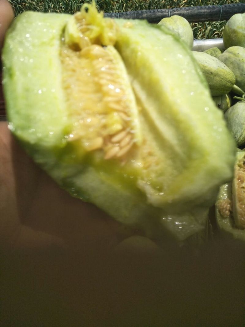 盛开花甜瓜半斤以上二十四小时有现货专业的团队为您服务