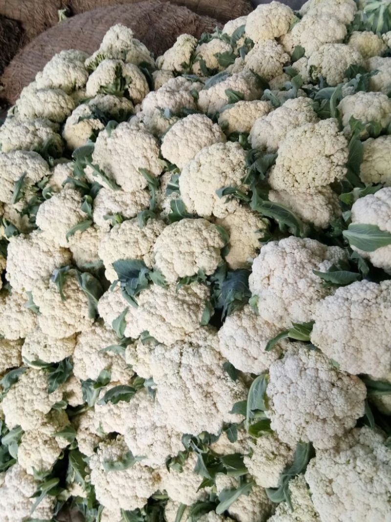 菜花2-3斤适中乳白。随到随装