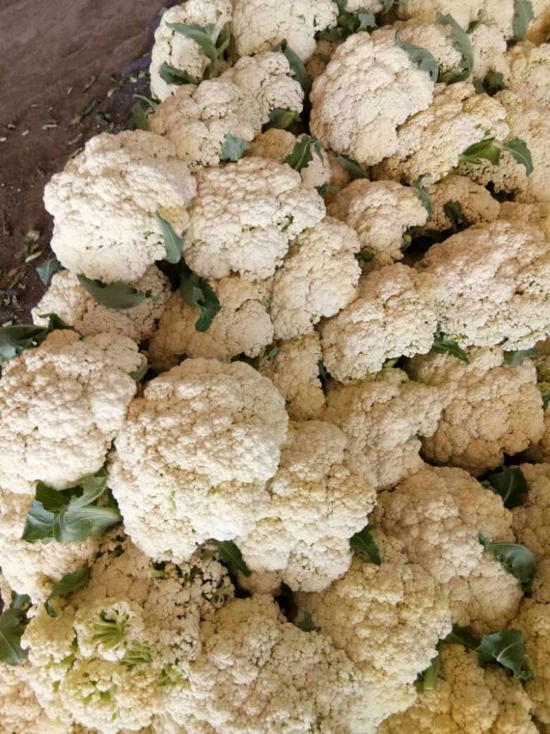 菜花2-3斤适中乳白。随到随装