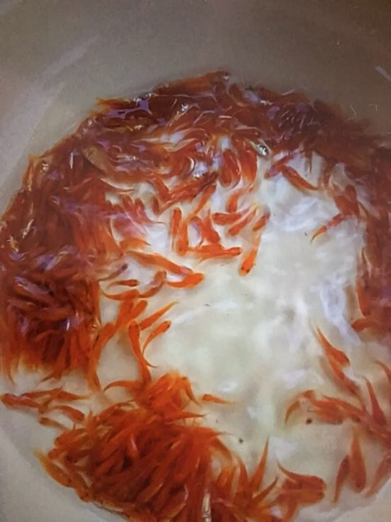 红鲤红鲤鱼鲤鱼