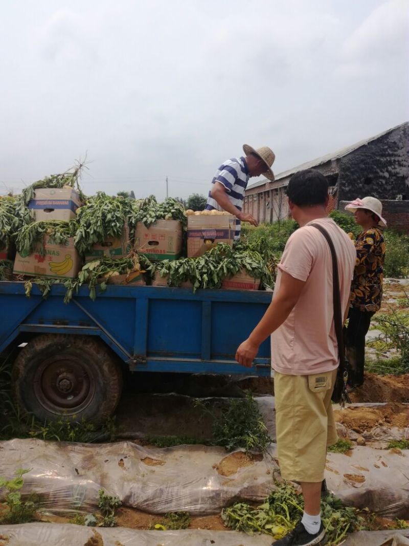 土豆荷兰十五土豆，2两以上通货，三两以上通货