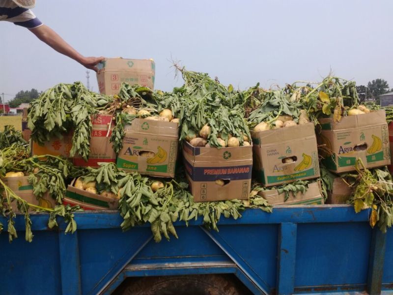 土豆荷兰十五土豆，2两以上通货，三两以上通货