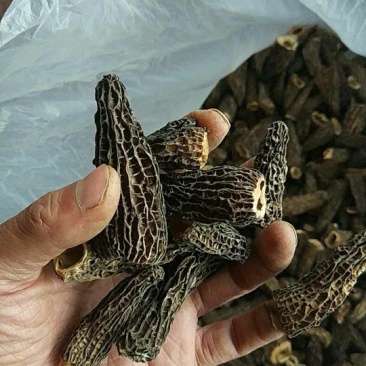 羊肚菌干货