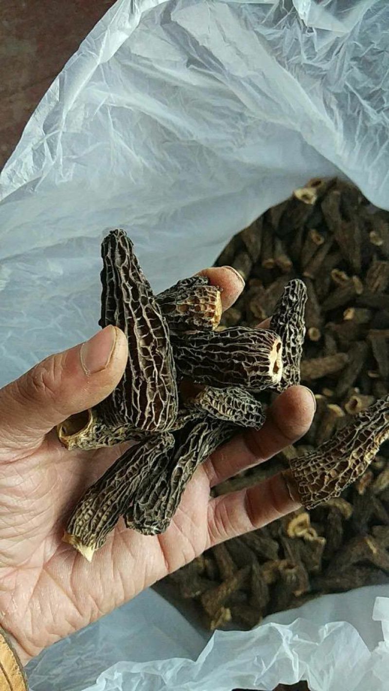 羊肚菌干货