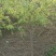 旱柳18~20cm16~18cm