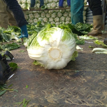 黄心菜，4~6斤