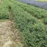 龟甲冬青