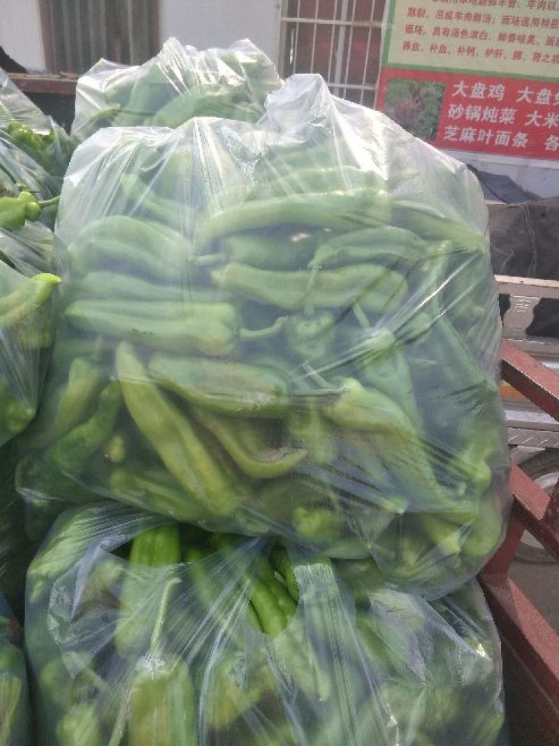 301椒辣椒15~20厘米微辣青