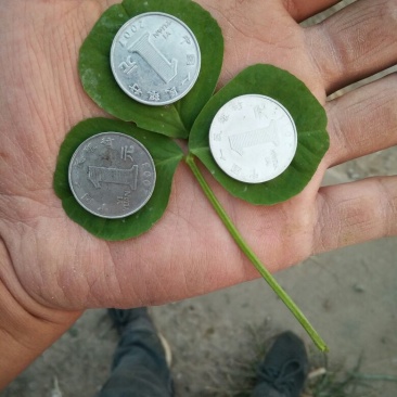 大叶金花菜，已上市，价格合理