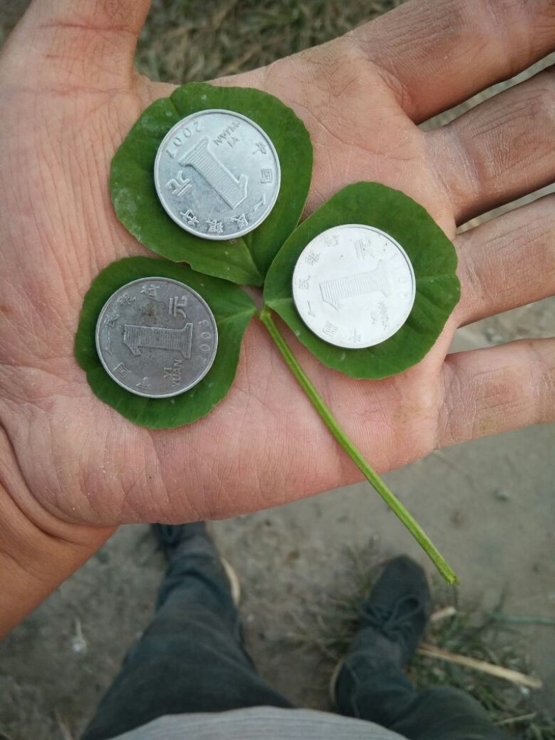 大叶金花菜，已上市，价格合理