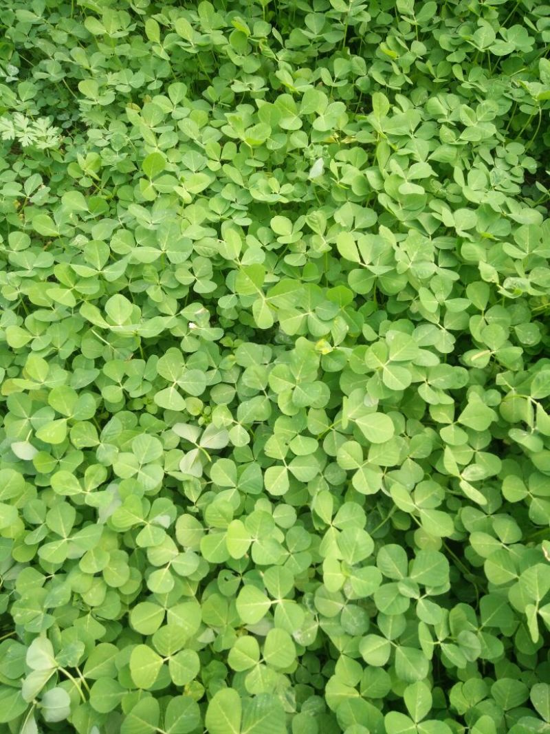 大叶金花菜，已上市，价格合理