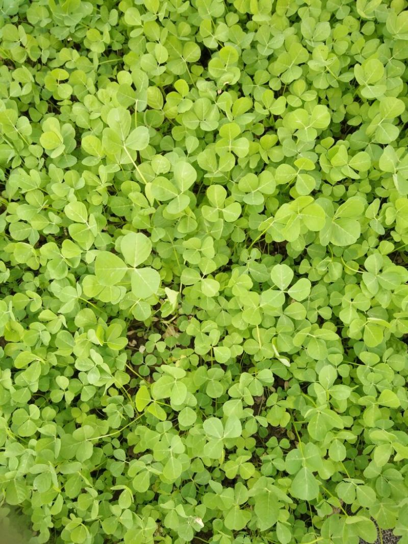 大叶金花菜，已上市，价格合理