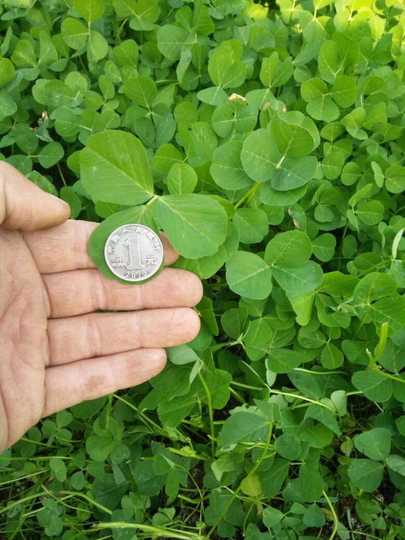 大叶金花菜，已上市，价格合理
