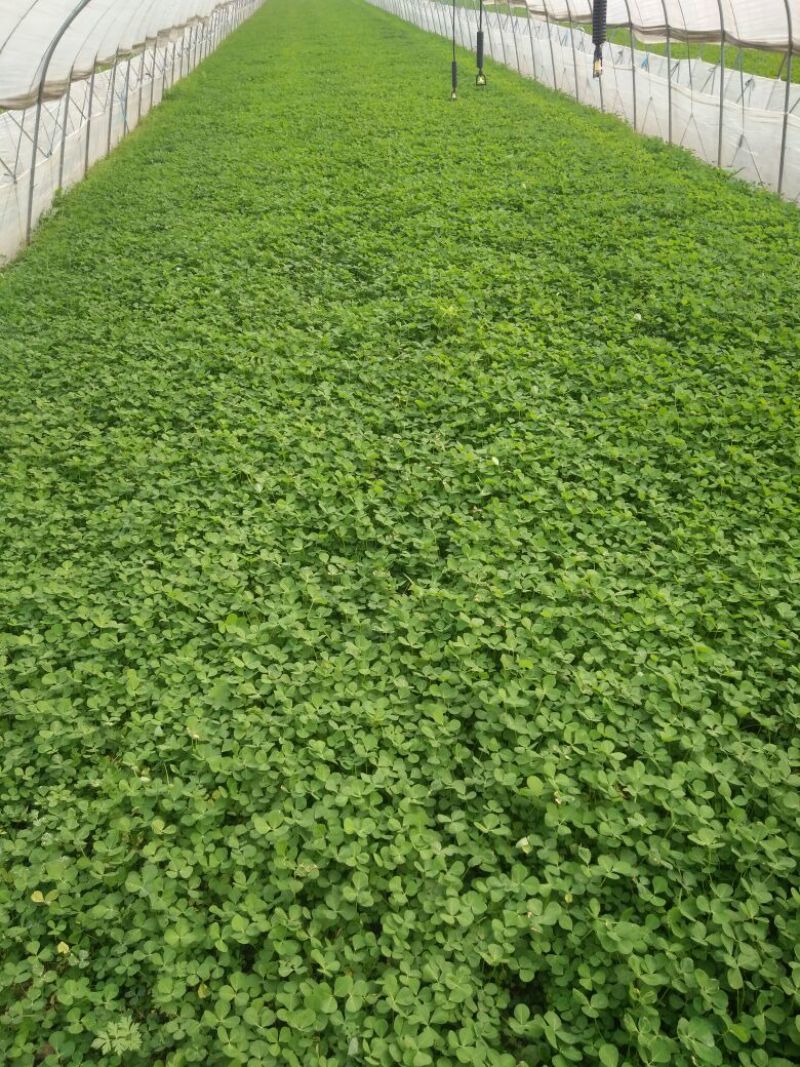 大叶金花菜，已上市，价格合理