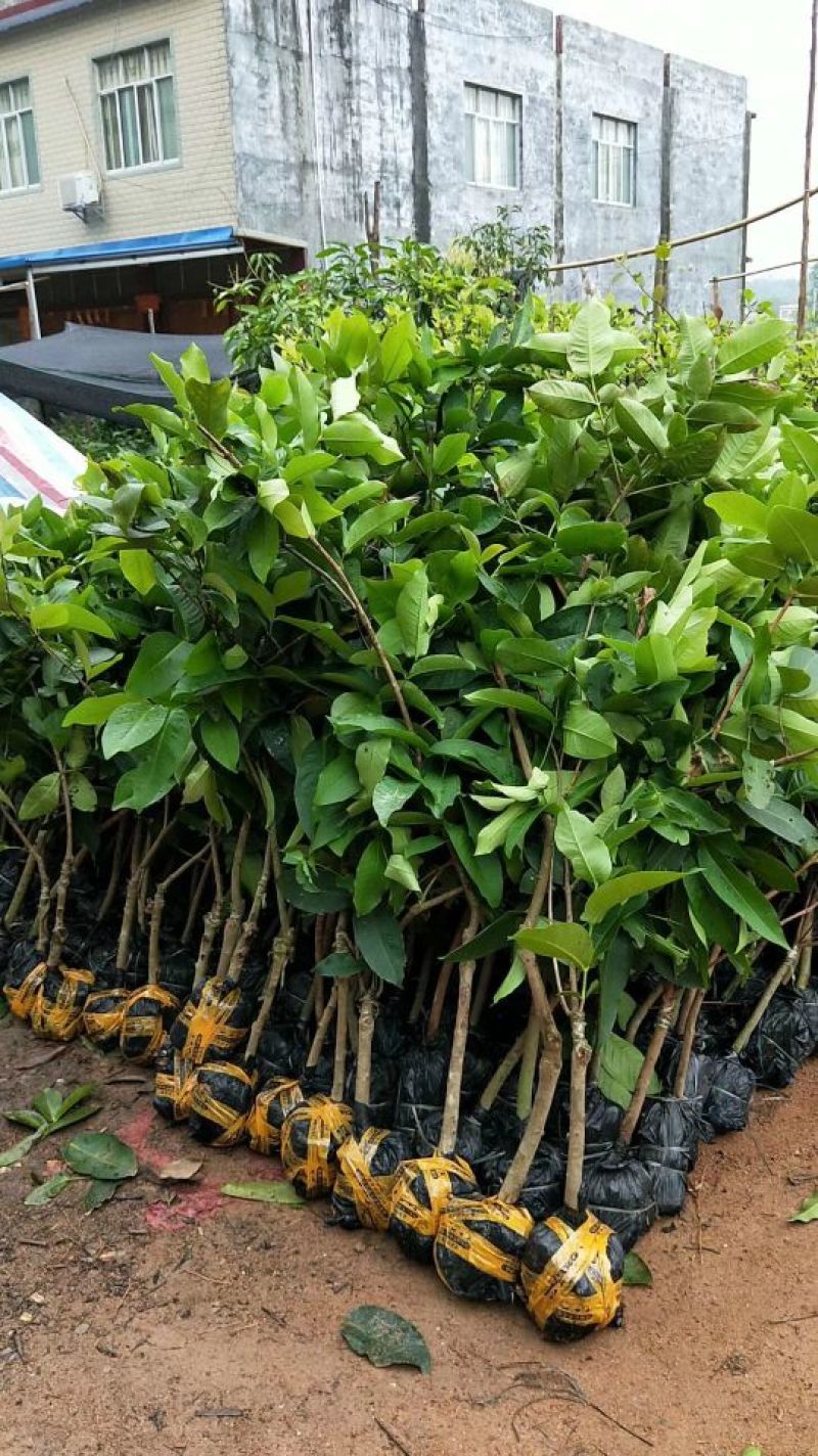 莲雾种苗大棵莲雾树