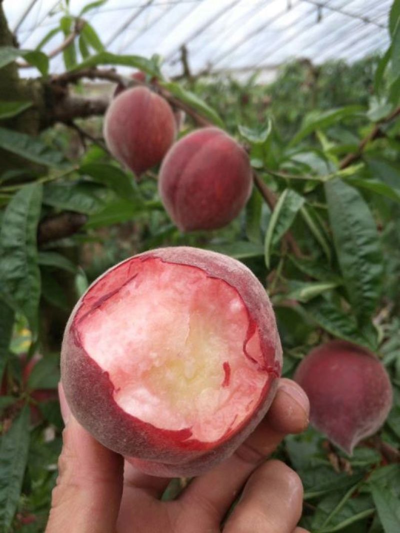 优质毛桃基地，毛桃价格行情，欢迎电商合作