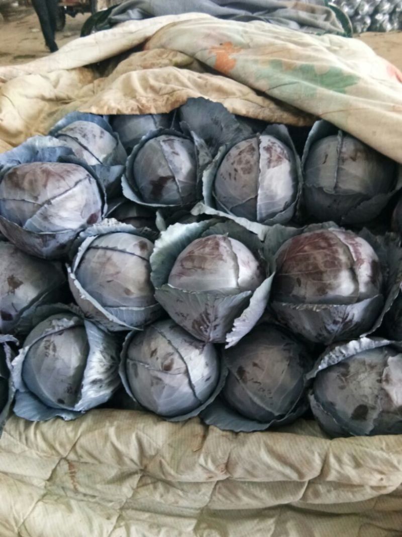 紫甘蓝大量上市中产地直供质量保证货源充足