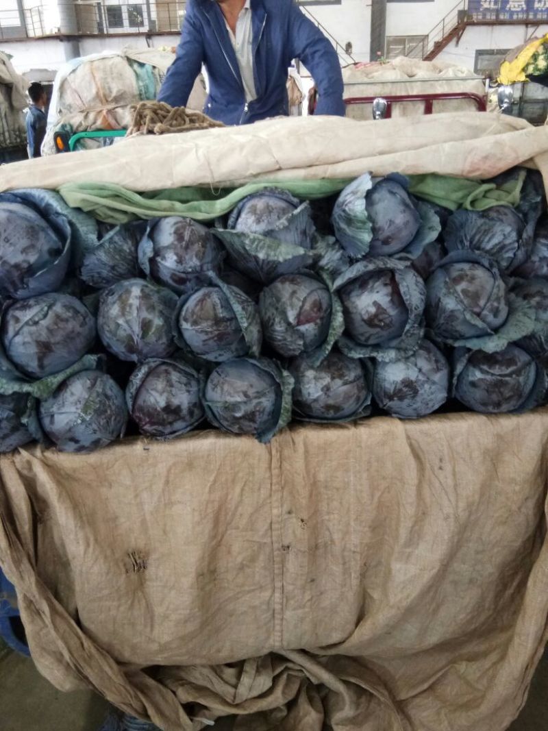 紫甘蓝大量上市中产地直供质量保证货源充足