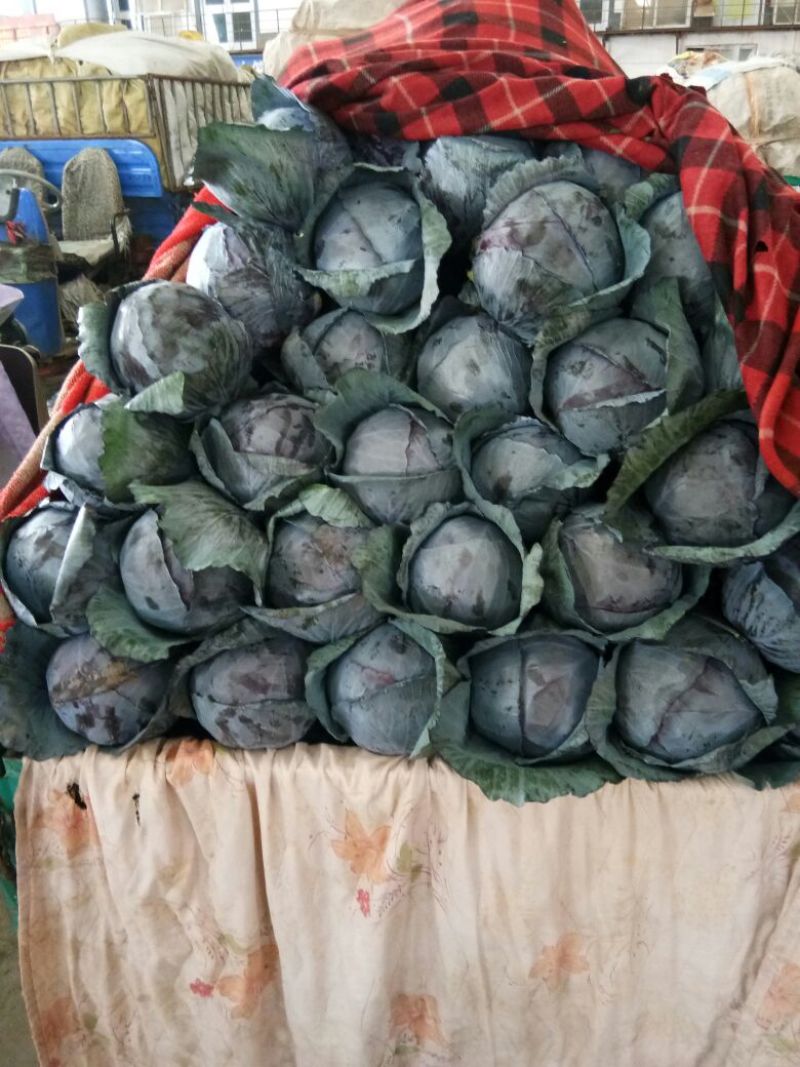 紫甘蓝大量上市中产地直供质量保证货源充足