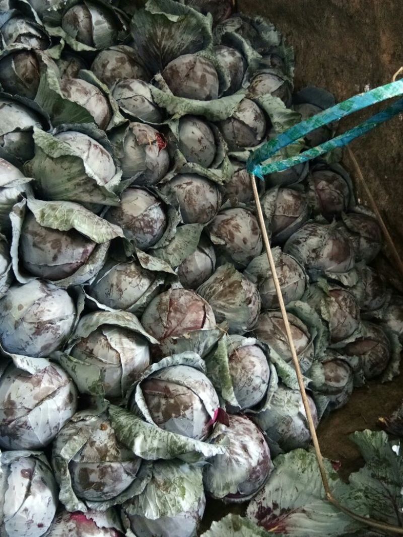 紫甘蓝大量上市中产地直供质量保证货源充足