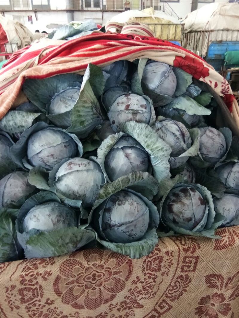 紫甘蓝大量上市中产地直供质量保证货源充足
