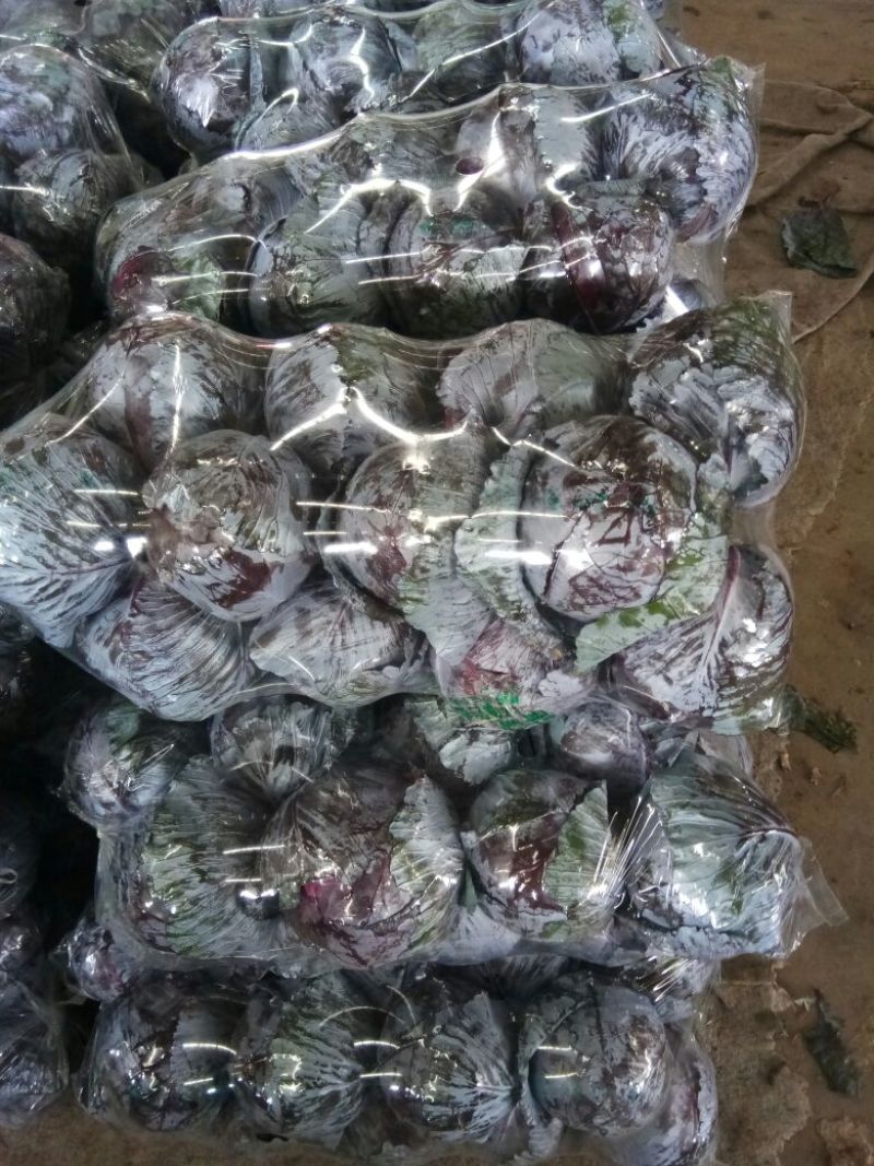 紫甘蓝大量上市中产地直供质量保证货源充足