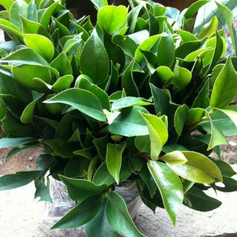 茶花苗红色赤丹茶花苗基地直销