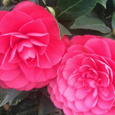 茶花苗红色赤丹茶花苗基地直销
