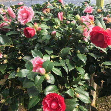 茶花苗赤丹茶花苗
