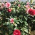 茶花苗赤丹茶花苗