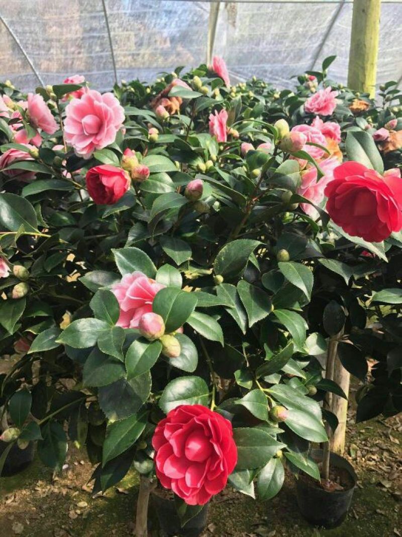 茶花苗赤丹茶花苗