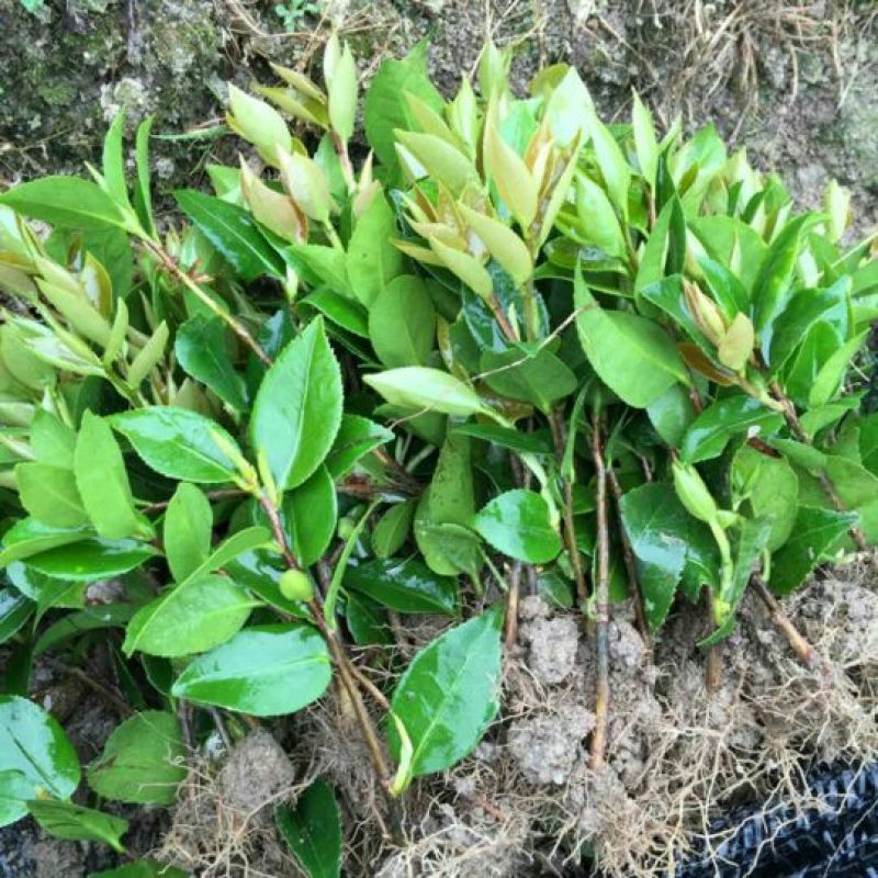 茶花苗赤丹茶花苗