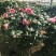 茶花苗赤丹茶花苗
