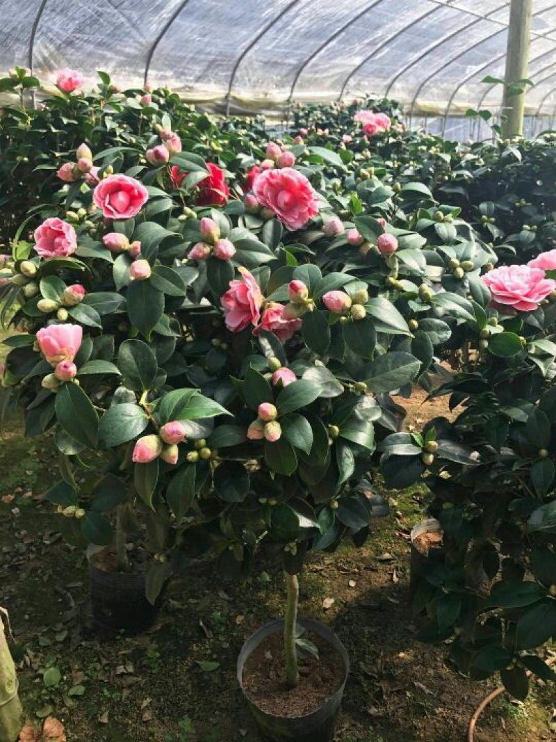 茶花苗赤丹茶花苗