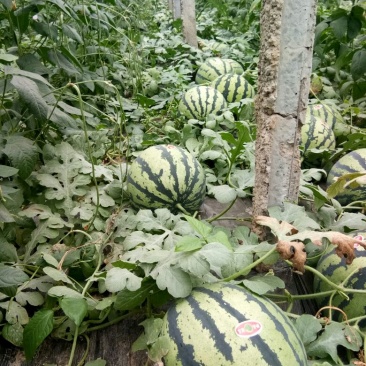 甜王西瓜上市中