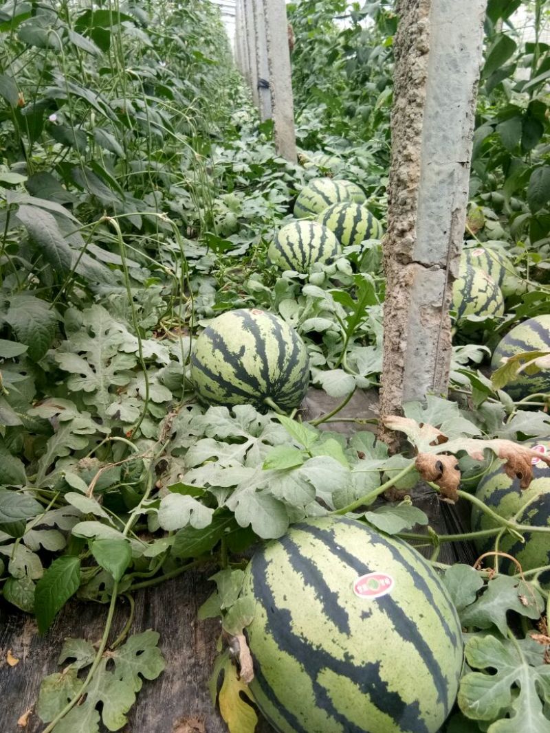 甜王西瓜上市中