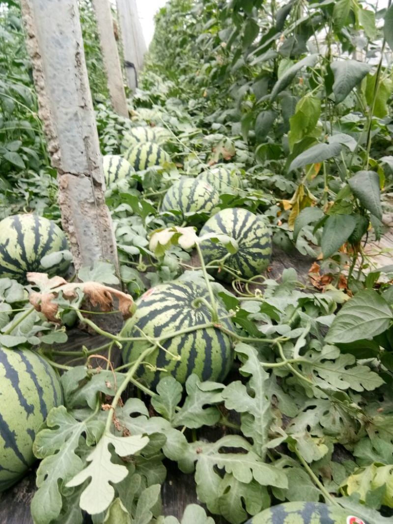 甜王西瓜上市中