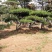 造型油松，价格不等，规格大，小，粗，细都