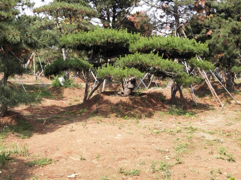 造型油松，价格不等，规格大，小，粗，细都