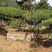 造型油松，价格不等，规格大，小，粗，细都