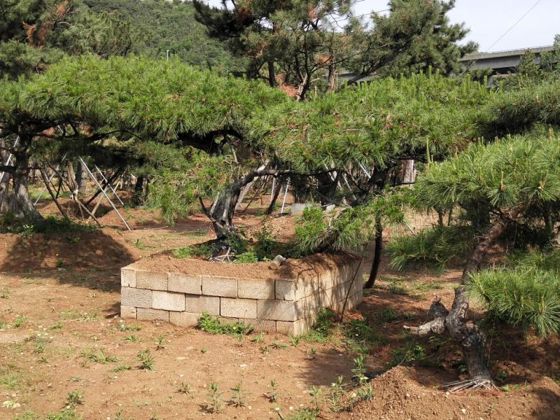 造型油松，价格不等，规格大，小，粗，细都