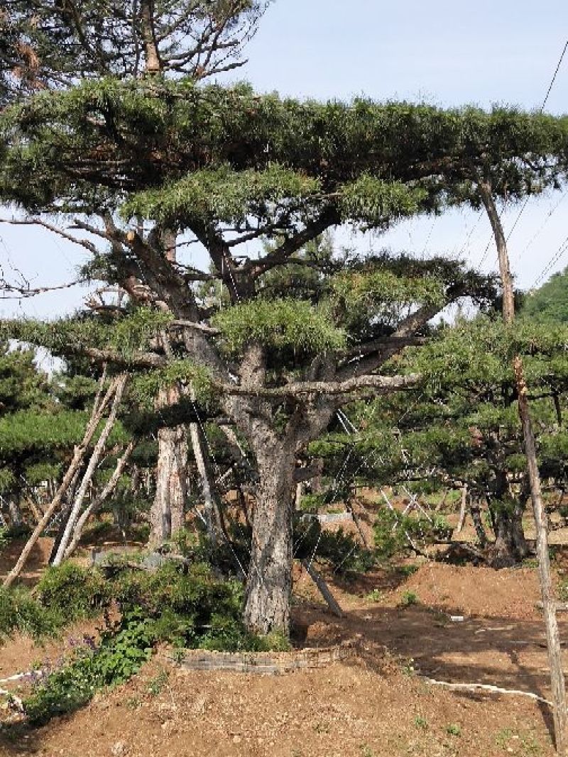 造型油松，价格不等，规格大，小，粗，细都