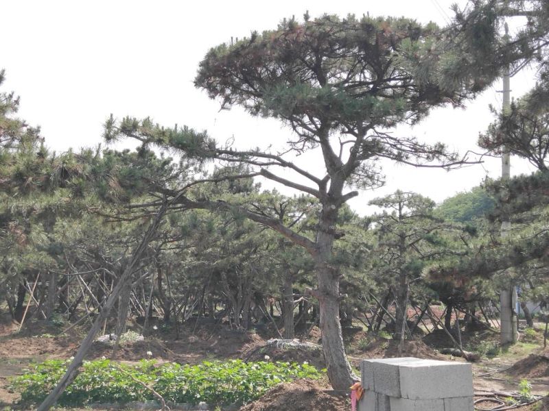 造型油松，价格不等，规格大，小，粗，细都