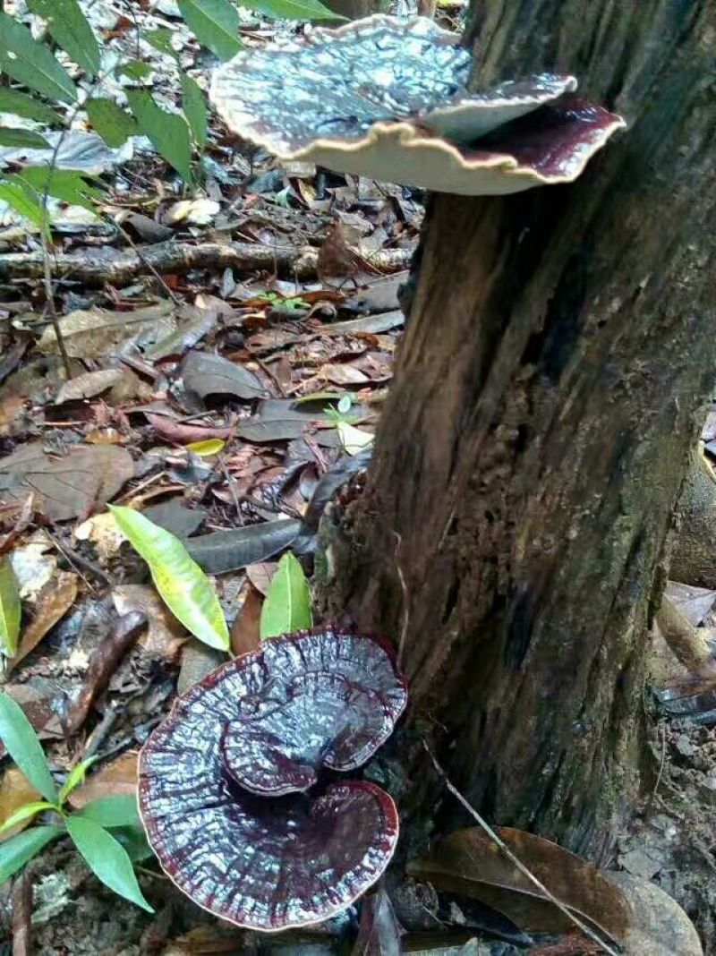 野生灵芝小朵统货